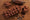 bûche ourson sève