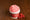 Sorbet Framboise