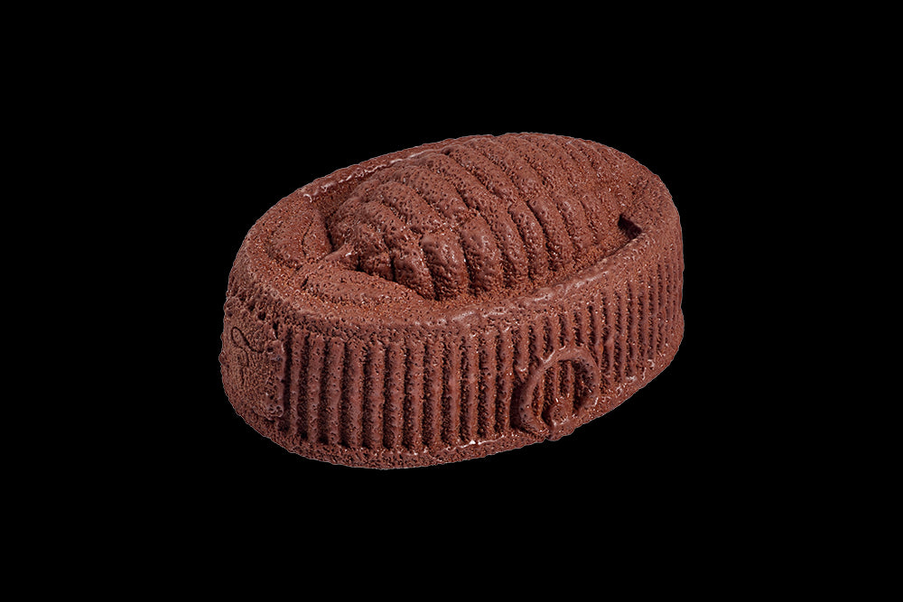 Bûche 1905