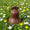Cloche Géante Lait chocolat Sève