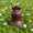 Cloche Géante Noir chocolat Seve