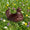 Maman poule chocolat noir Seve
