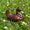 Papa poule chocolat lait Seve