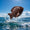 Poisson Mignon Noir 2 chocolat Seve